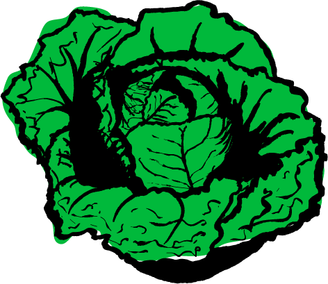 Cabbage - Cabbage (472x409)
