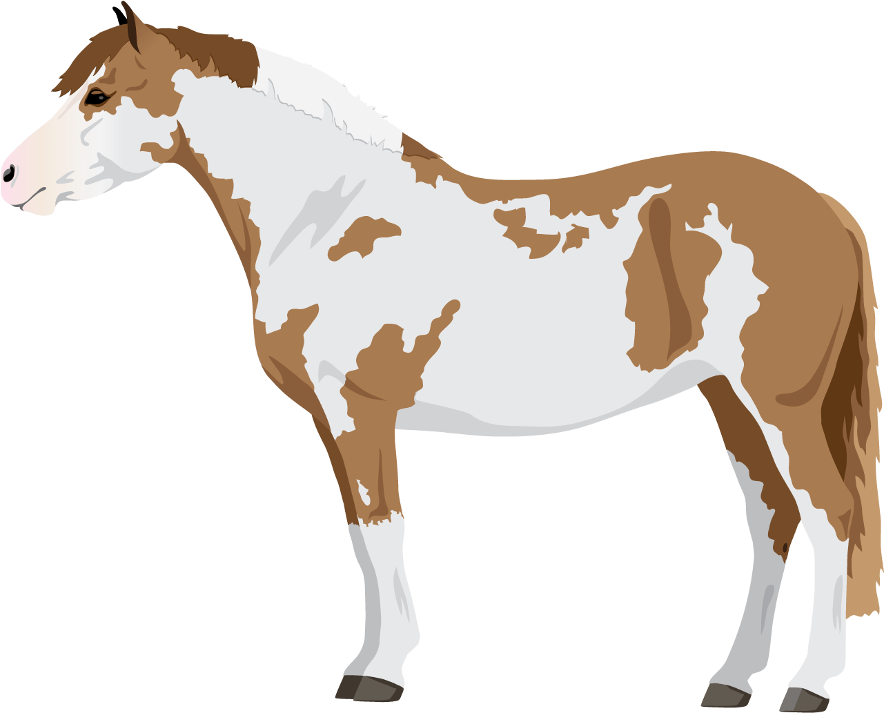 Horse (1800x1400)
