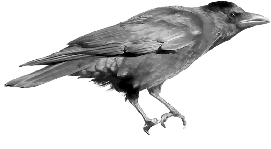 Crow Clipart Craw - Crows .png (900x540)