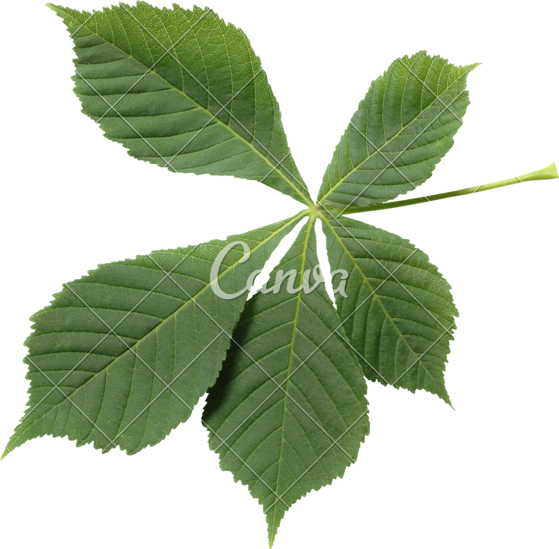 Horsechestnut Leaf - Corchorus (800x786)