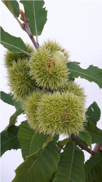 Castanea Sativa - Ядлив Кестен - Chestnut (560x636)