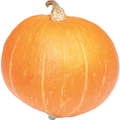 Large Pumpkin - Pumpkin (400x400)