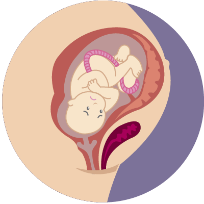 Pregnancy - Pregnancy (400x400)