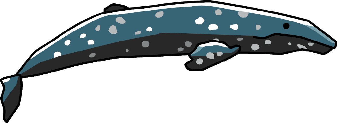 Grey Whale - Cetacea (1198x458)