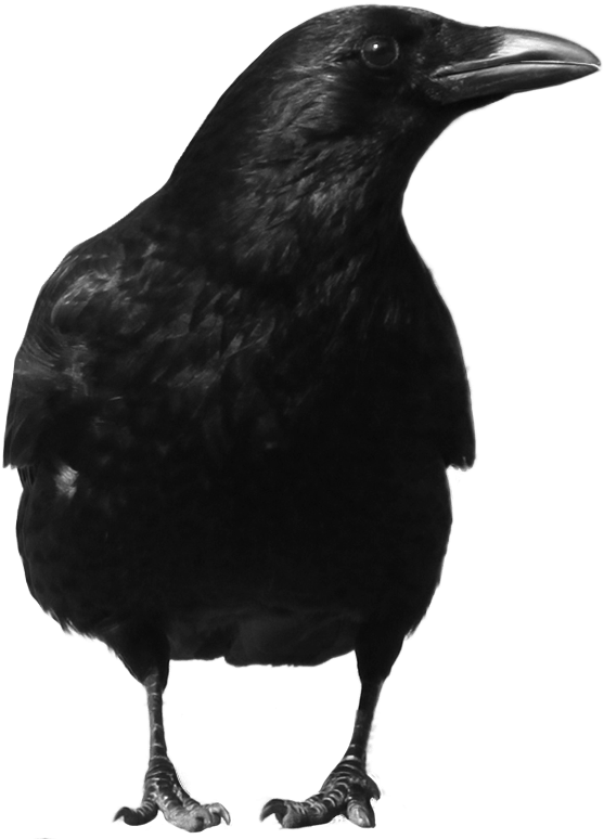 Crow Large Front - Crow On Transparent Background (600x800)