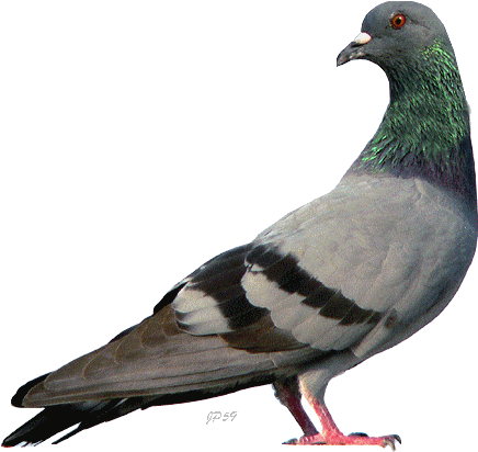 1f43792a - Birds Gif (605x465)