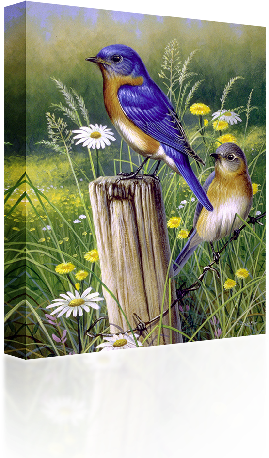 Bluebirds - Eastern Beauties (1024x1024)
