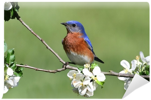 Eastern Bluebird (400x400)