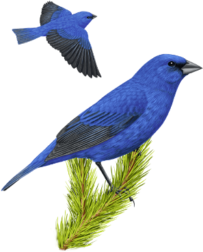 Indigo Bunting - Lark Mask (322x403)