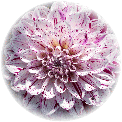 Variegated Tulip (425x425)