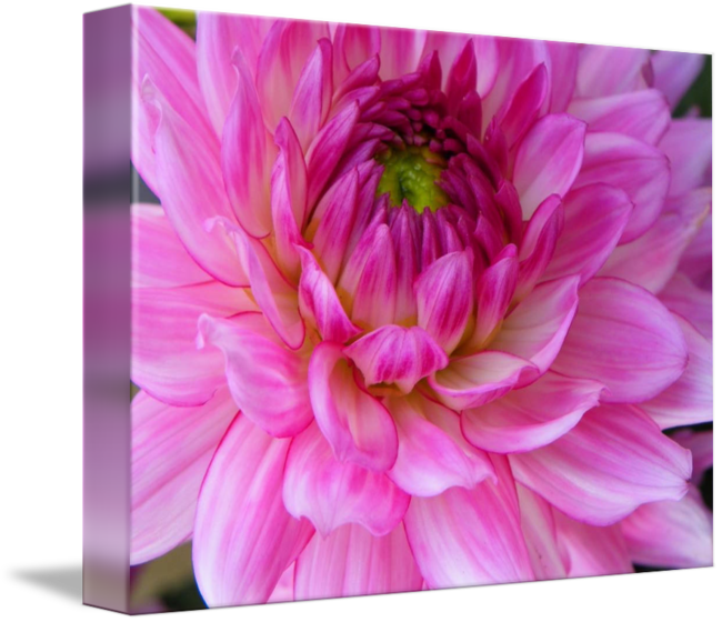 Dahlia (650x560)