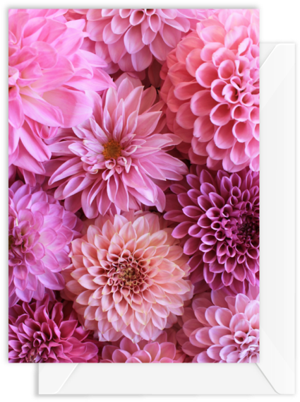 Dahlia (600x600)