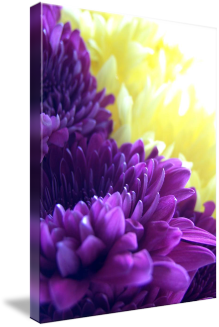 Dahlia (436x650)
