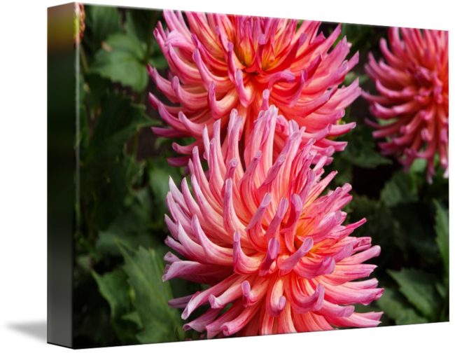Chrysanths (650x504)