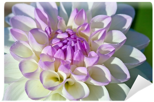 Canvas (400x400)
