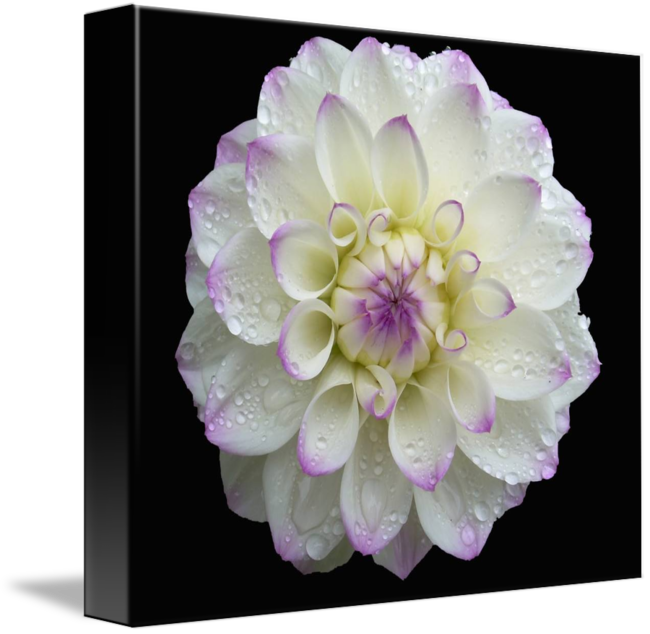 Dahlia (650x634)