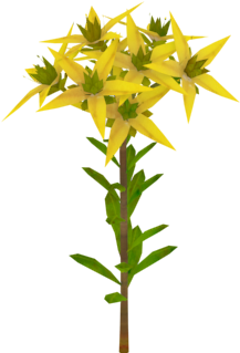 玉山佛甲草 - Tulipa Tarda (414x412)