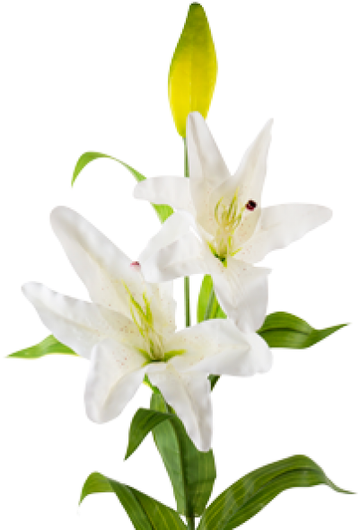 Flower (600x600)