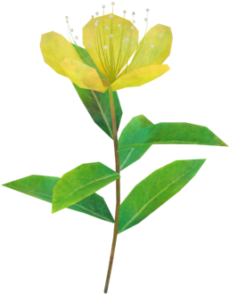 原葉金絲桃 - Tea Plant (414x412)