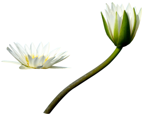 [ Img] - Heath Aster (500x400)