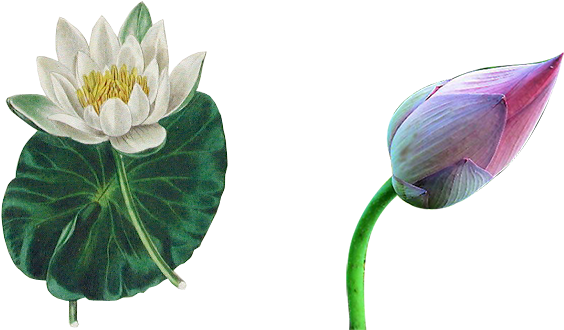 花骨朵 - Sacred Lotus (656x347)