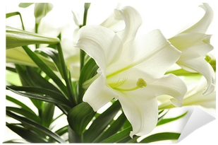 Lily (400x400)