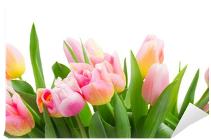 Tulip (400x400)