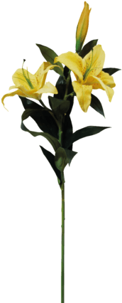 黄色百合卡通透明素材 - Stargazer Lily (324x432)