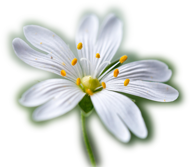 Partager - - Society6 Stitchwort Iphone & Ipod Skin - Iphone (701x600)