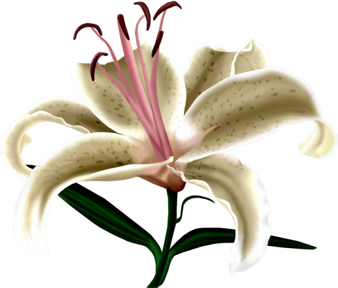Stargazer Lily (500x422)