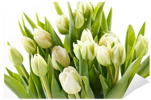 Tulip (400x400)