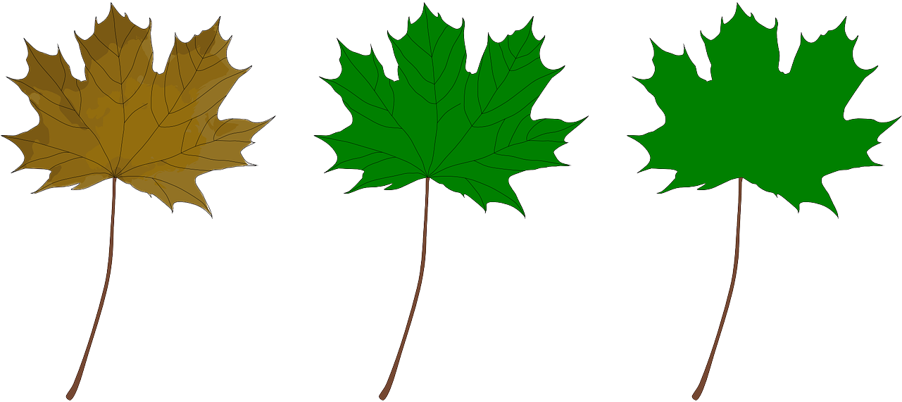 Maple Leaf - Maple Leaf (1280x640)