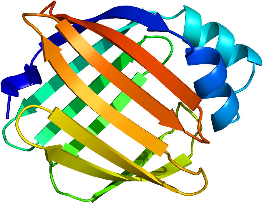 Rbp1 (934x735)