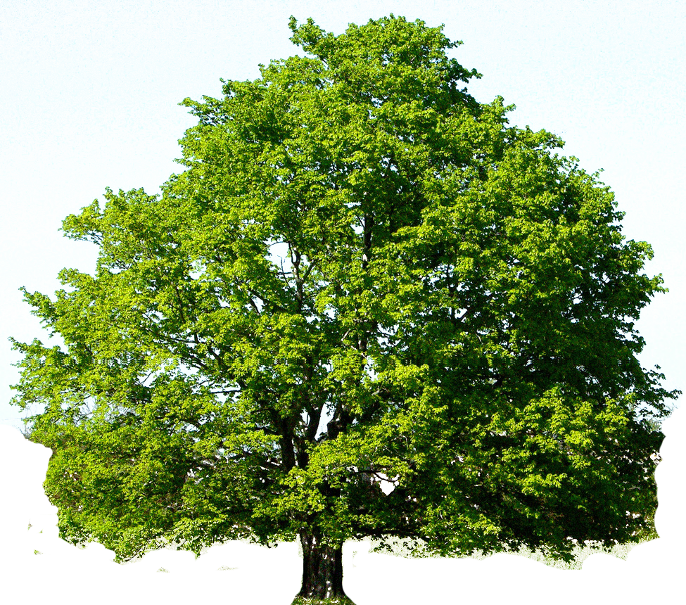 Red Maple Tree Spring Clipart - Red Maple Tree Spring (975x860)