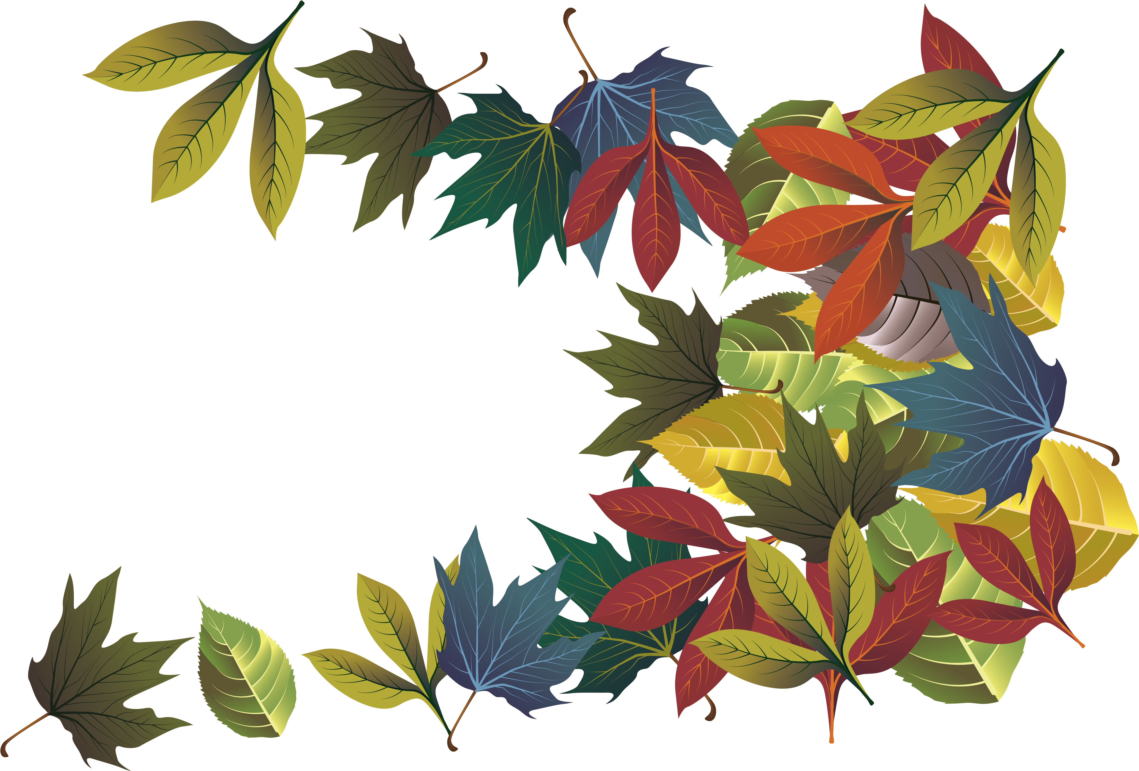 Autumn Leaf Deciduous - Black Gum (4467x2995)