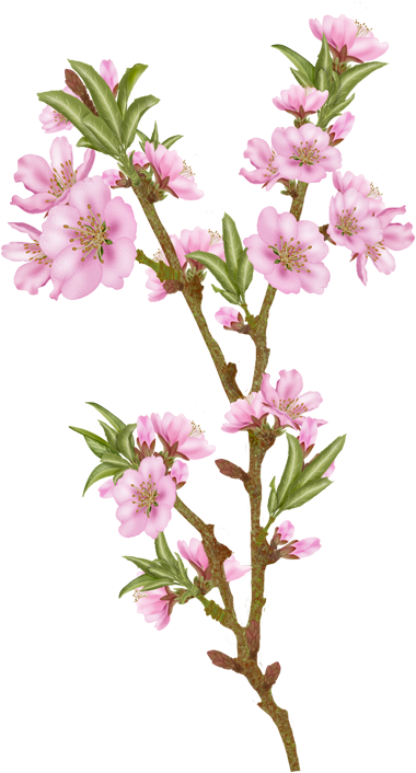 Vector Flowers, Almond - Almond (394x715)