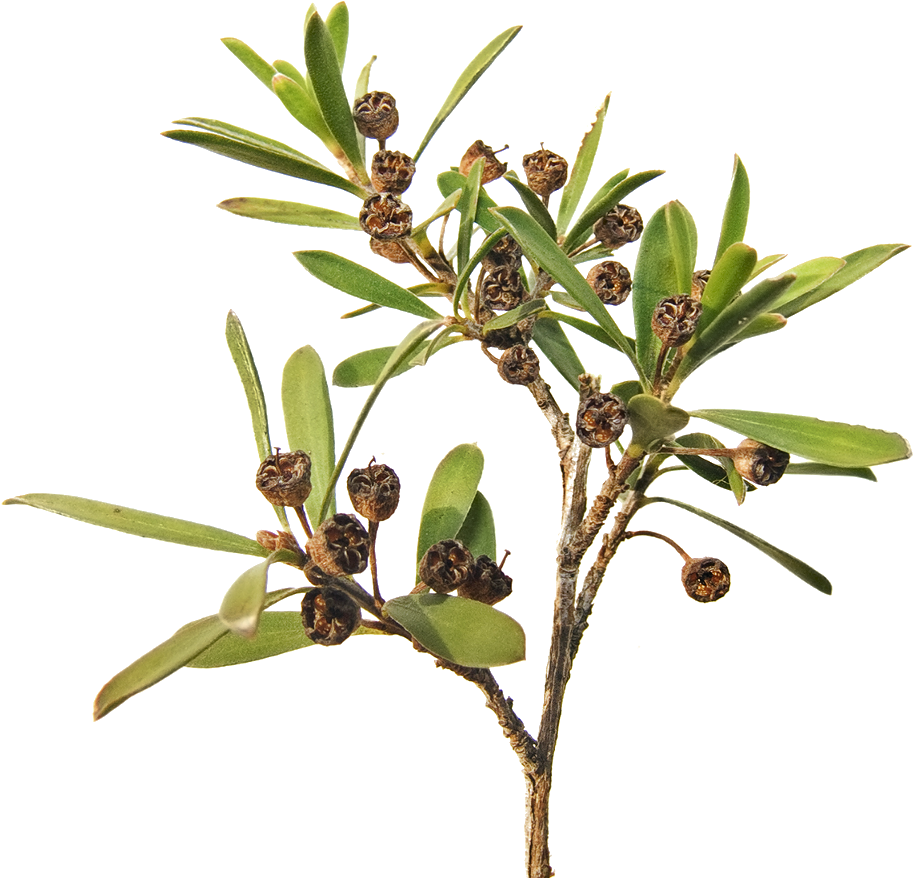 Kunzeatrans - Ti Tree (1280x960)