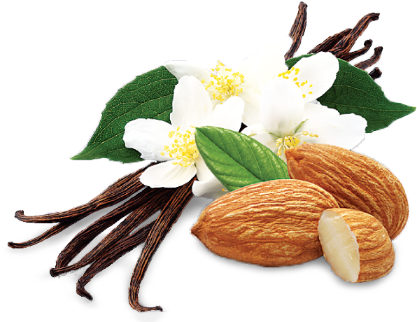 Vanilla Png (599x470)