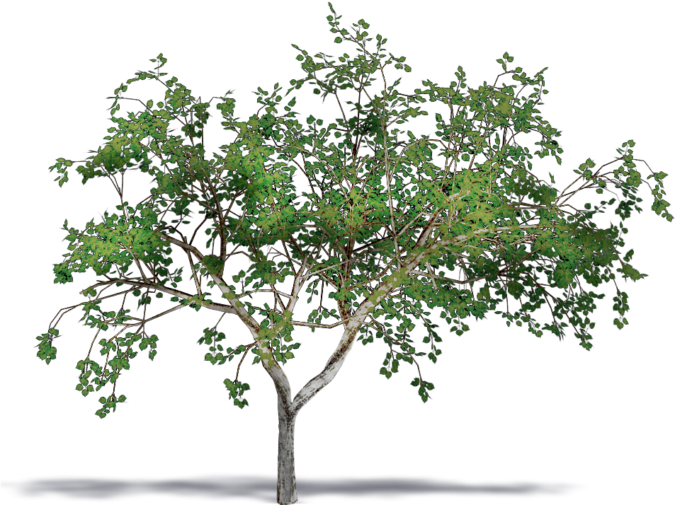 Tree (1000x1000)