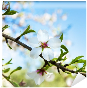 Cherry Blossom (400x400)