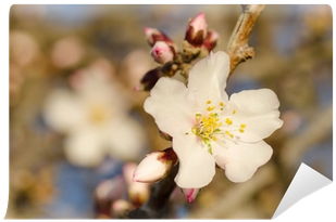 Rosa Arkansana (400x400)