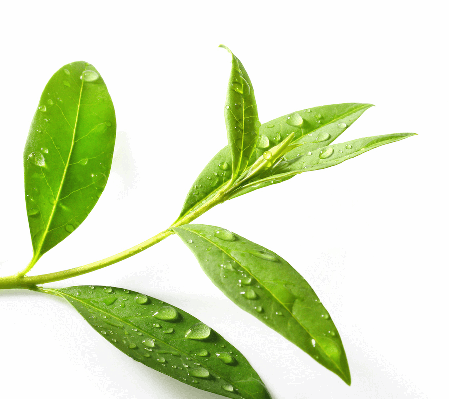 Tea Tree Png (900x800)