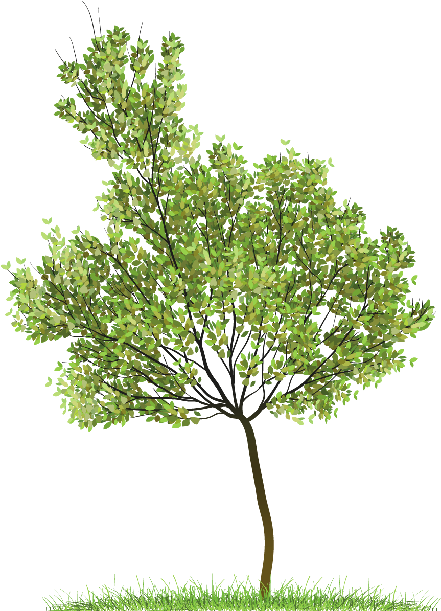 Green Tree, Sorted Hugh Kirk - Tree Transparent (938x1227)