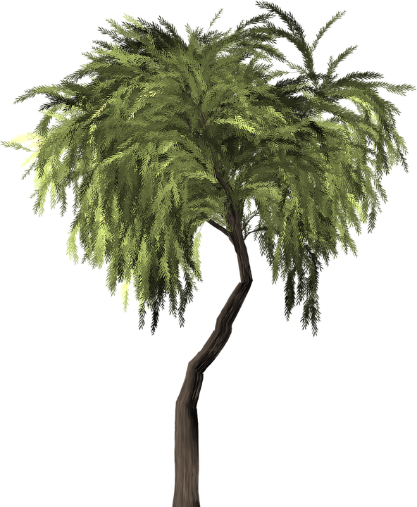 Collection Of Willow Tree Vector - Willow (592x720)