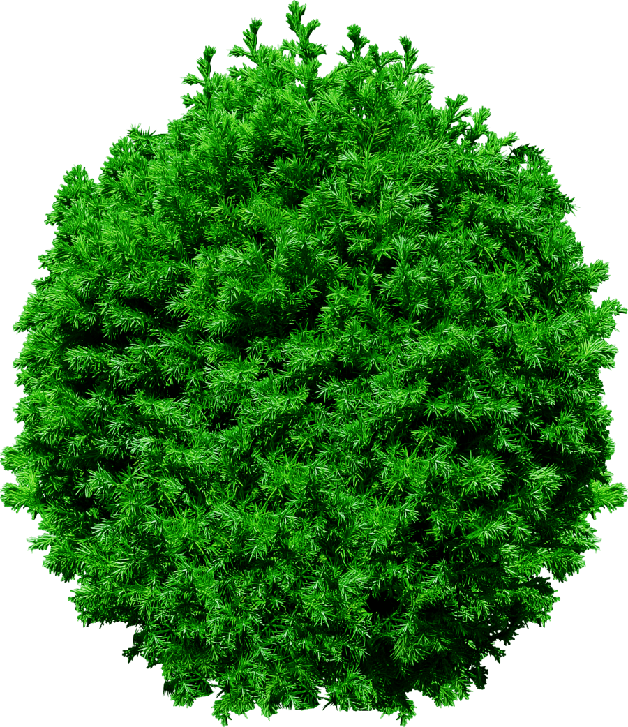 Tree Top View Png (900x1042)