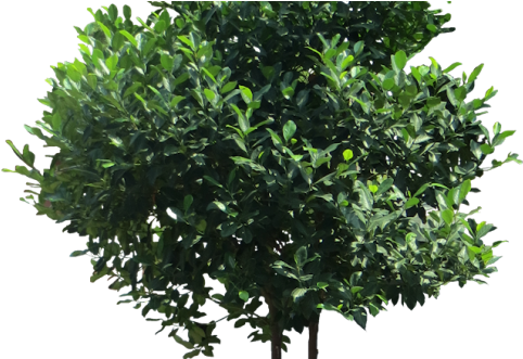 Cây Mít - Tree (500x330)