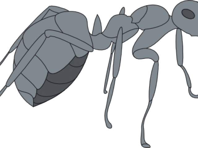 Ant Clipart Gray - Insect (640x480)