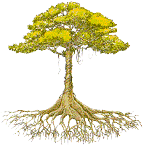 De Racine D Arbre (500x510)