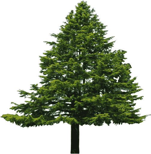 Abies Clipart (800x618)