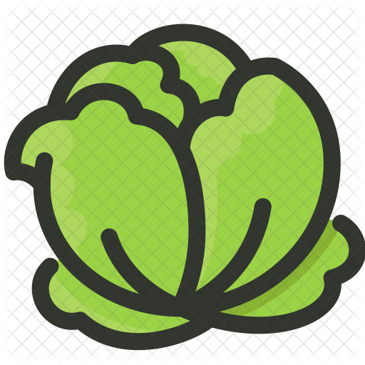 Cabbage Icon - Food (512x512)
